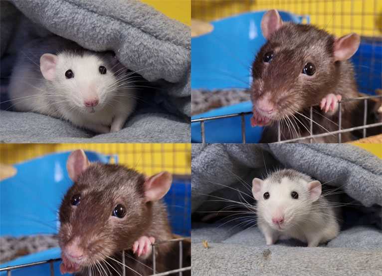 Fred and George, two small rats who stole the hearts of many!